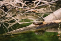 An Eastern Painted Turtle on a log