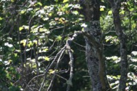 A Hairy Woodpecker pecking at a dead tree