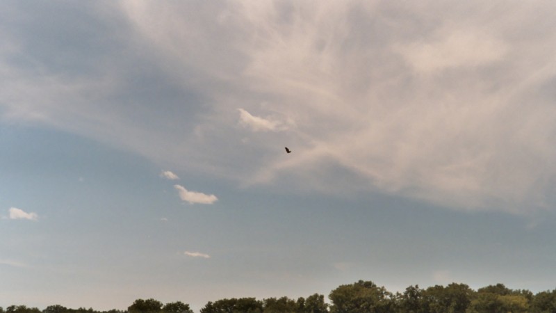 A Bald Eagle flies overhead