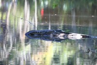 okay . . . so there ARE Alligators in South Carolina