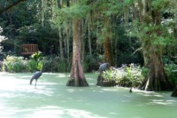 2 Stork statues stand in a duck weed covered pond