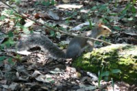 A Gray Squirrel with an acorn nut