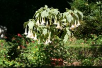 Unusual plant with large down-hanging trumpet like flowers