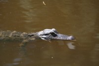 Close-up of the American Alligator