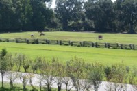 Horses grazing on the plantation