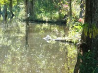 A pond with a big turtle basking in the sun