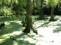 Cypress trees growing in a pond with 'knees' showing
