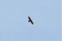 A soaring Red-tailed Hawk