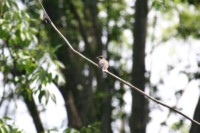 An Eastern Kingbird