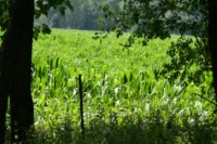 Large corn field on other side of barbed wire