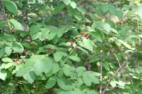 Some wild berries