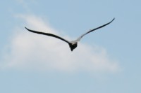 A Great Blue Heron flies away