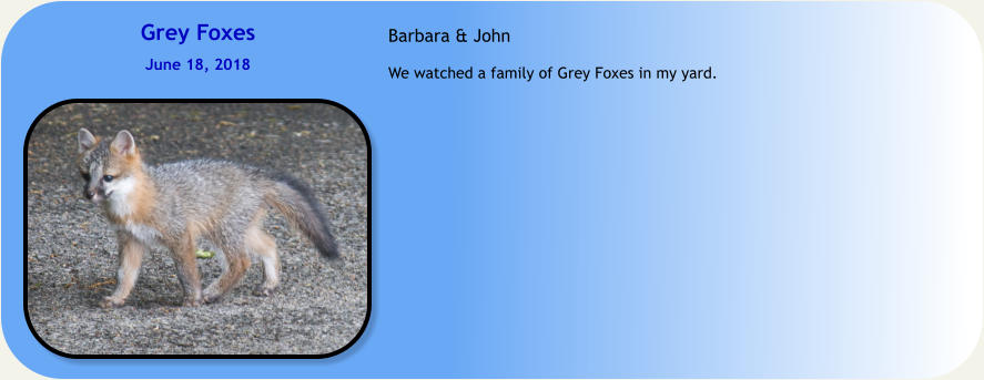 Grey Foxes  June 18, 2018 Barbara & John  We watched a family of Grey Foxes in my yard.